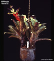 Billbergia 'David J.'