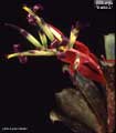 Billbergia 'David J.'