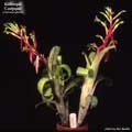 Billbergia 'Curlyque'