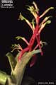 Billbergia 'Curlyque'