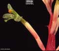 Billbergia 'Curlyque'