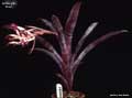 Billbergia 'Cher'