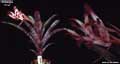 Billbergia 'Cher'
