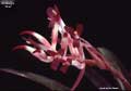Billbergia 'Cher'