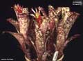 Billbergia 'Strawberry'