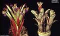 Billbergia 'Strawberry'