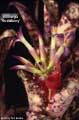 Billbergia 'Strawberry'