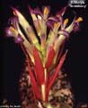 Billbergia 'Strawberry'