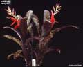Billbergia 'Glory Be'