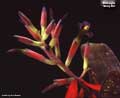 Billbergia 'Glory Be'