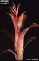Billbergia 'Glory Be'