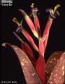Billbergia 'Glory Be'