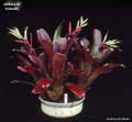 Billbergia 'Grande'