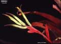 Billbergia 'Grande'