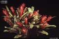 Billbergia 'Fantasia'