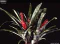 Billbergia 'Fantasia'