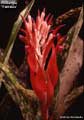 Billbergia 'Fantasia'