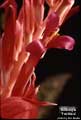 Billbergia 'Fantasia'