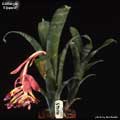 Billbergia 'Eipperii'
