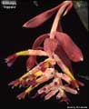 Billbergia 'Eipperii'