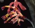 Billbergia 'Eipperii'