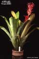 Billbergia 'Thrysoidea'