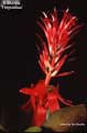 Billbergia 'Thrysoidea'