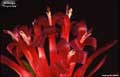 Billbergia 'Thrysoidea'