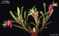 Billbergia 'Grace Goode'