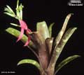 Billbergia 'Grace Goode'