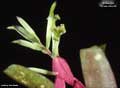 Billbergia 'Grace Goode'