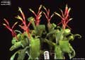 Billbergia leptopoda