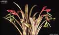 Billbergia distachia var. maculata 'Louise'