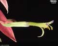 Billbergia distachia var. maculata 'Louise'