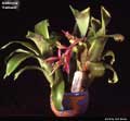 Billbergia 'Samson'