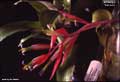 Billbergia 'Samson'