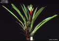 Billbergia amoena 'Beryl Allen'