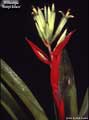 Billbergia amoena 'Beryl Allen'