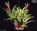 Billbergia amoena 'Huntington'