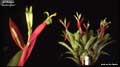 Billbergia amoena 'Huntington'