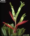 Billbergia amoena 'Huntington'