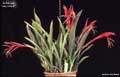 Billbergia 'Ivey Meyer'