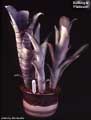 Billbergia 'Platinum'