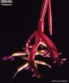 Billbergia 'Platinum'