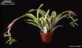 Billbergia distachia var. straussiana 'Perriam's Pride'