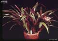 Billbergia 'Embrazo'