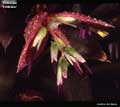 Billbergia 'Embrazo'