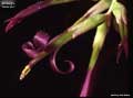 Billbergia 'Embrazo'