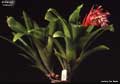 Billbergia 'Uranos'
