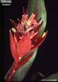 Billbergia 'Uranos'